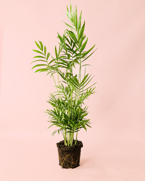 Chamaedorea Elegans – Palmera de Salón L
