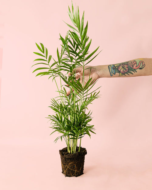 Chamaedorea Elegans – Palmera de Salón L - Pur Plant