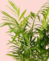 Chamaedorea Elegans – Palmera de Salón L - Pur Plant