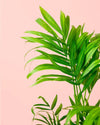 Chamaedorea Elegans – Palmera de Salón M - Pur Plant