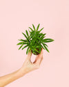 Chamaedorea Elegans – Palmera de Salón Mini - Pur Plant