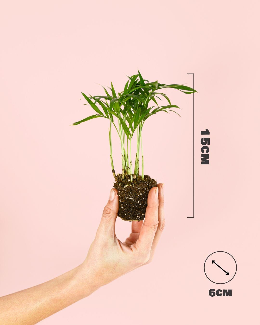Chamaedorea Elegans – Palmera de Salón Mini - Pur Plant