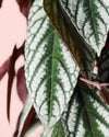 Cissus Discolor L - Pur Plant