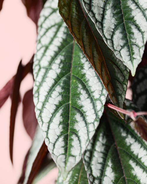 Cissus Discolor L - Pur Plant