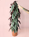 Cissus Discolor L - Pur Plant