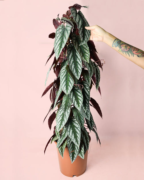 Cissus Discolor L - Pur Plant