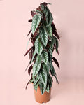 Cissus Discolor L
