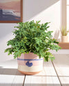 Citronela Natural Antimosquitos M - Pur Plant