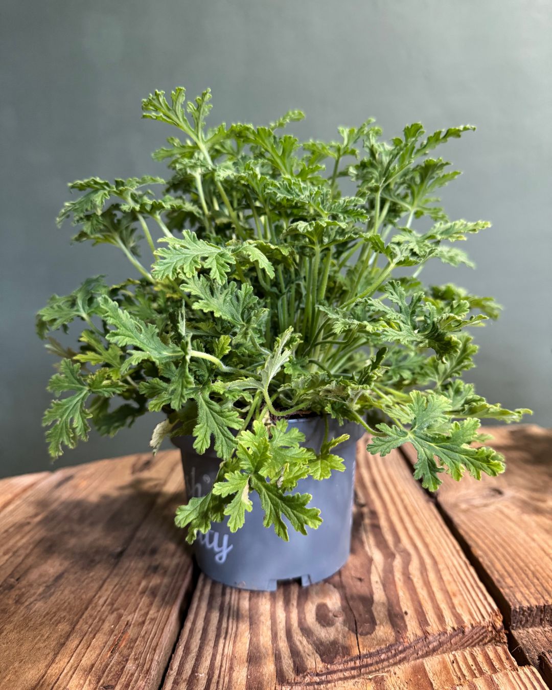 Citronela Natural Antimosquitos M - Pur Plant