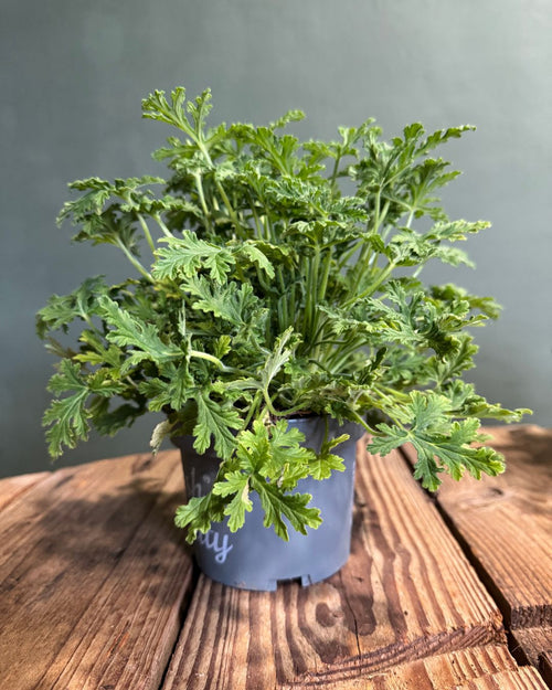 Citronela Natural Antimosquitos M - Pur Plant