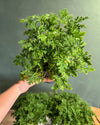 Citronela Natural Antimosquitos M - Pur Plant