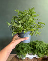 Citronela Natural Antimosquitos M - Pur Plant