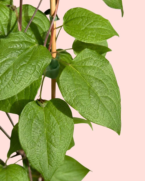 Clematis Etoile Violette M - Pur Plant