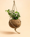 Coco Hang – Maceta Colgante de Coco 12 cm - Pur Plant