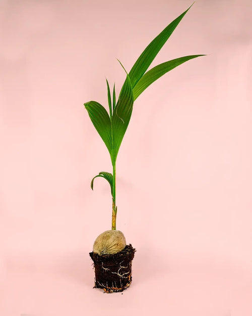 Coco Nucifera XL - Pur Plant