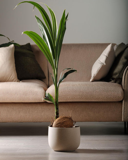 Coco Nucifera XL - Pur Plant