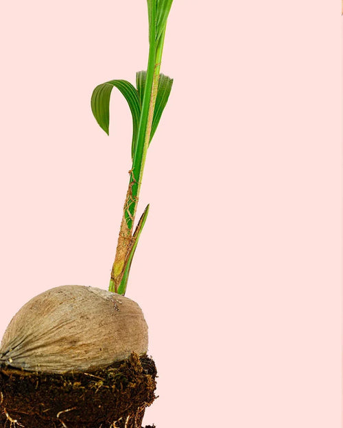 Coco Nucifera XL - Pur Plant