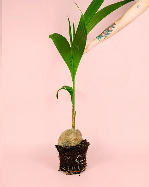Coco Nucifera XL - Pur Plant