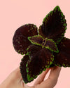 Coleo Wizard Dark Mini - Pur Plant