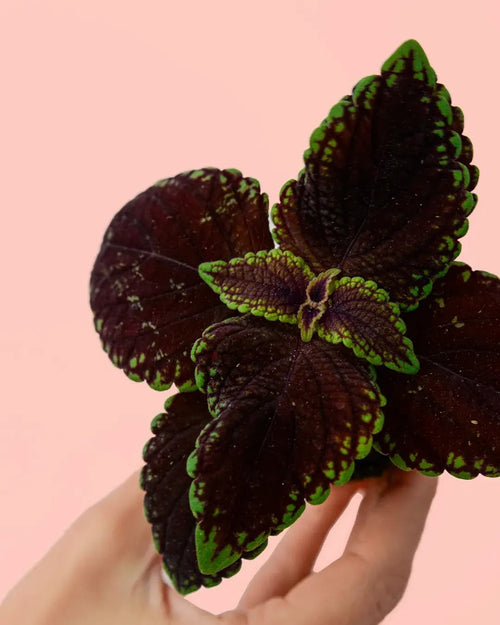 Coleo Wizard Dark Mini - Pur Plant