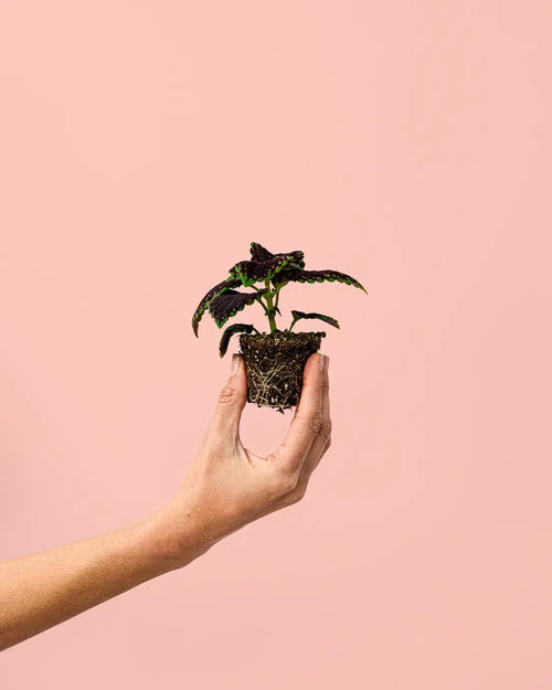 Coleo Wizard Dark Mini - Pur Plant