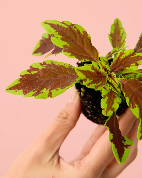 Cóleo Wizard Fusion Mini - Pur Plant