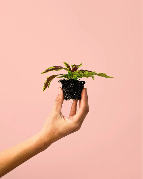 Cóleo Wizard Fusion Mini - Pur Plant