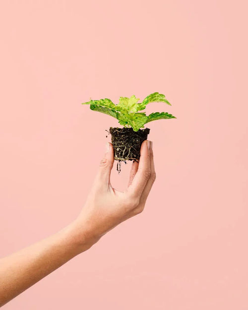 Cóleo Wizard Lime Mini - Pur Plant