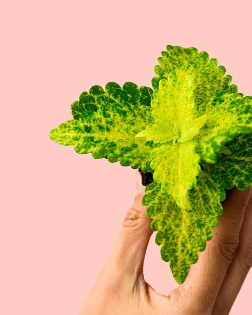 Cóleo Wizard Lime Mini - Pur Plant