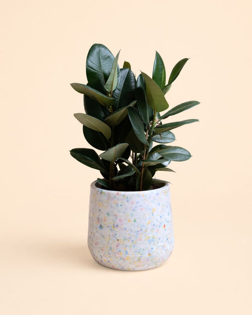 Cool - Macetero XL 33,5 cm - Pur Plant