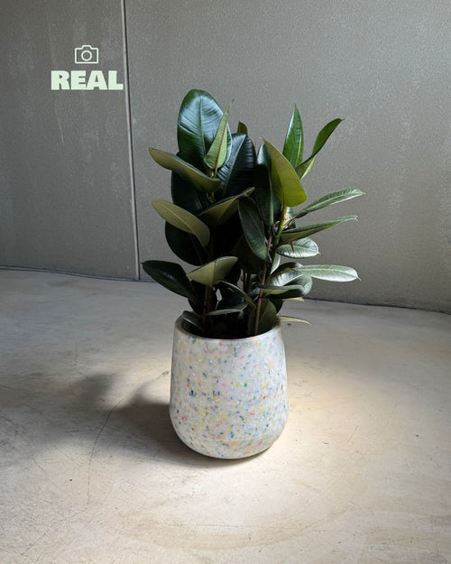 cool-macetero-xl-real