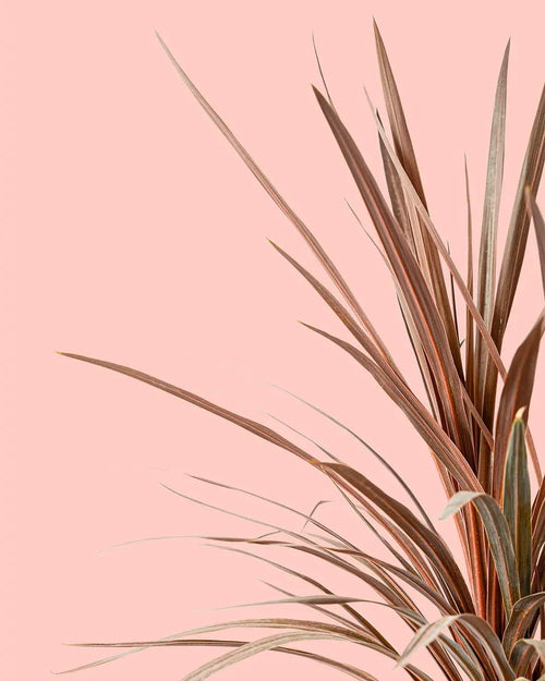 Cordyline L - Pur Plant