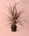 Cordyline L - Pur Plant