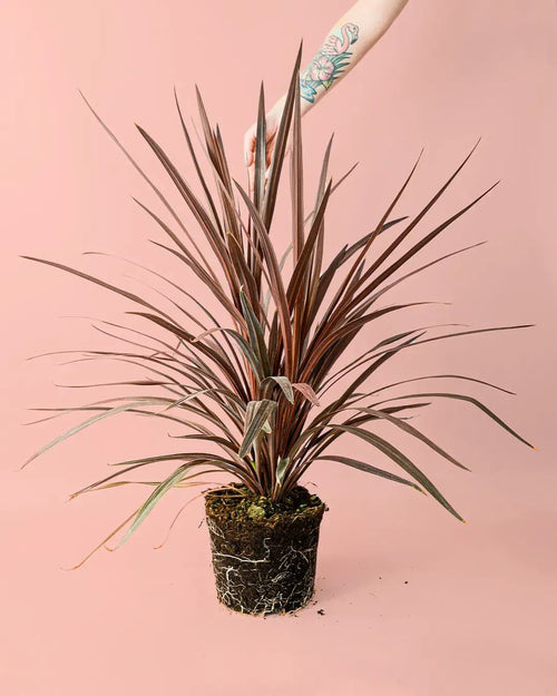 Cordyline L - Pur Plant