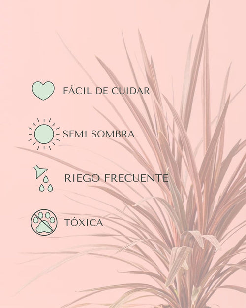 Cordyline L - Pur Plant