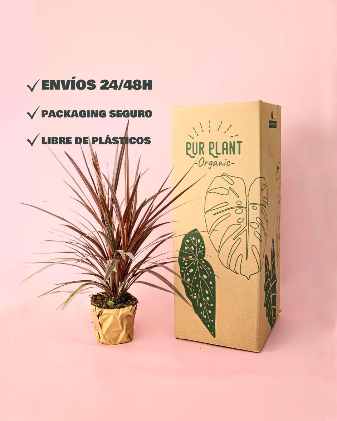 Cordyline L - Pur Plant