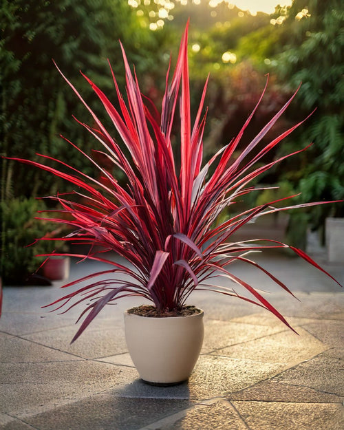 Cordyline L - Pur Plant