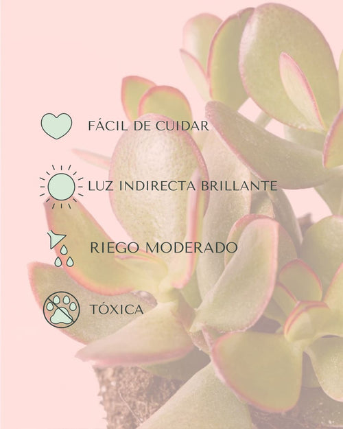 Crassula Ovata – Árbol de Jade M - Pur Plant
