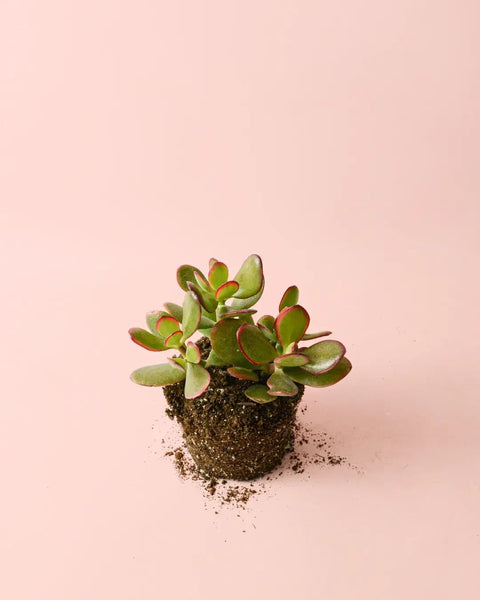 Crassula Ovata – Árbol de Jade M