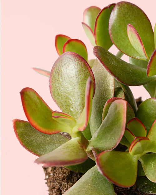 Crassula Ovata – Árbol de Jade M - Pur Plant