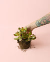 Crassula Ovata – Árbol de Jade M - Pur Plant