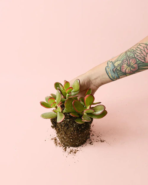 Crassula Ovata – Árbol de Jade M - Pur Plant