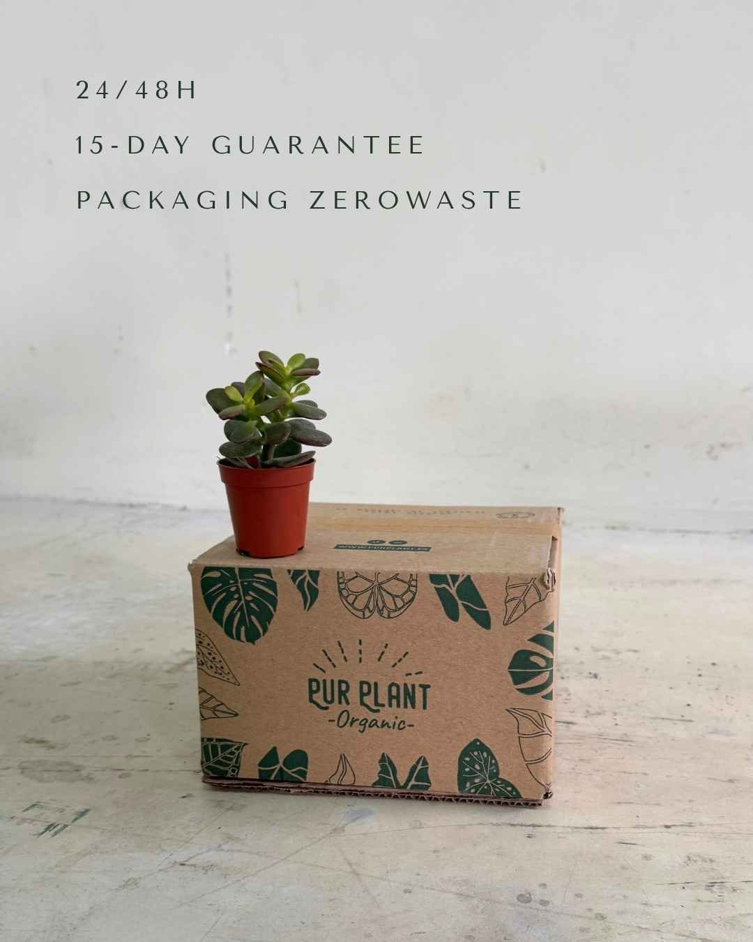 Crassula Ovata – Árbol de Jade Mini - Pur Plant
