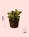Crassula Ovata – Árbol de Jade Mini - Pur Plant
