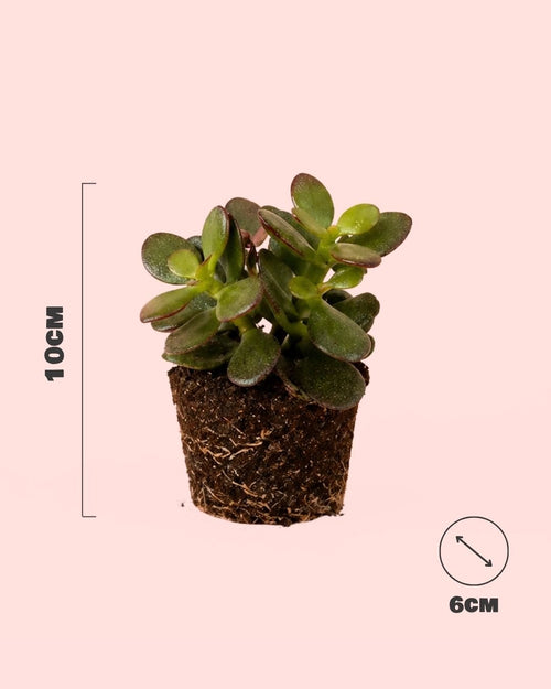 Crassula Ovata – Árbol de Jade Mini - Pur Plant