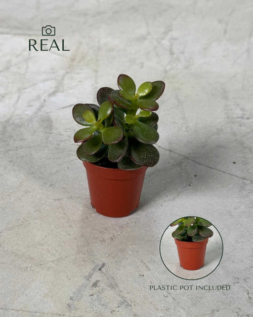 Crassula Ovata – Árbol de Jade Mini - Pur Plant