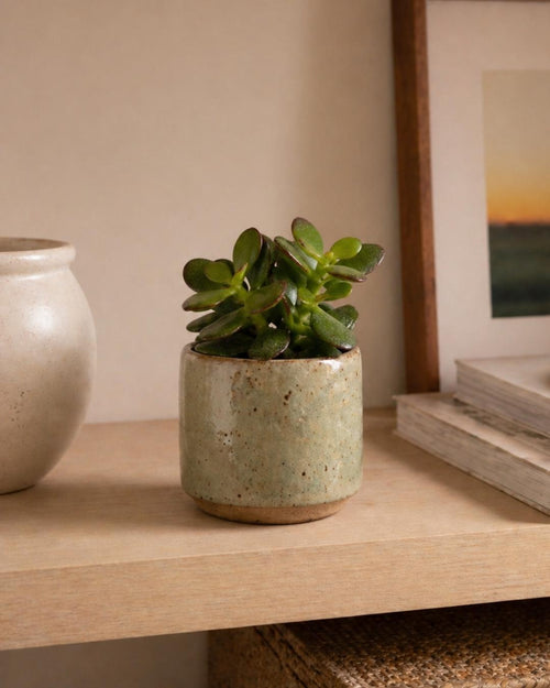 Crassula Ovata – Árbol de Jade Mini - Pur Plant