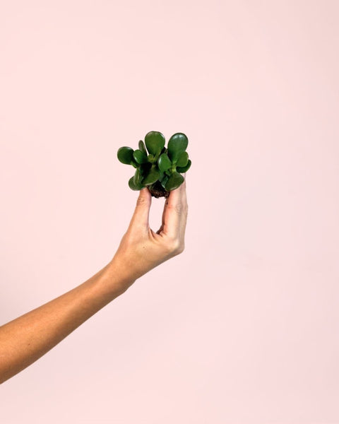 Crassula Ovata – Árbol de Jade Mini