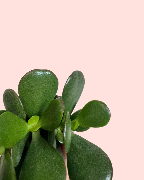 Crassula Ovata – Árbol de Jade Mini - Pur Plant