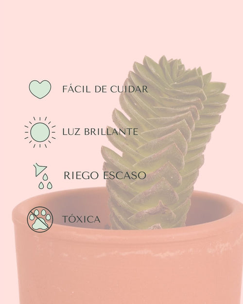 Crassula Templo de Buda Mini - Pur Plant